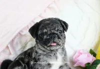 Ebony, a female Pug for sale in Rock Valley, IA – 1 of 7