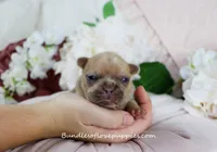 Ayda, a female French Bulldog for sale in Rock Valley, IA – Photo 3 of 5