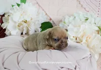 Ayda, a female French Bulldog for sale in Rock Valley, IA – Photo 4 of 5