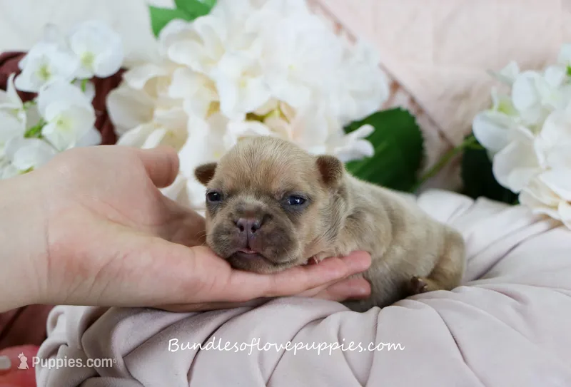 Ayda – French Bulldog puppy for sale in Rock Valley, IA