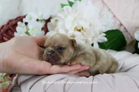 Ayda, a female French Bulldog for sale in Rock Valley, IA – Photo 2 of 5