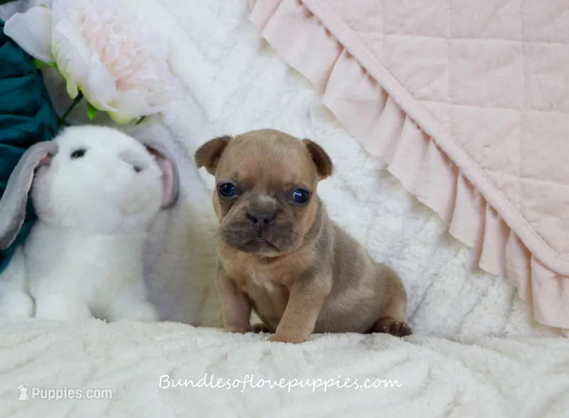 Ayda – French Bulldog puppy for sale in Rock Valley, IA