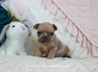 Ayda, a female French Bulldog for sale in Rock Valley, IA – Photo 1 of 5