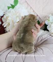 Ayda, a female French Bulldog for sale in Rock Valley, IA – Photo 5 of 5