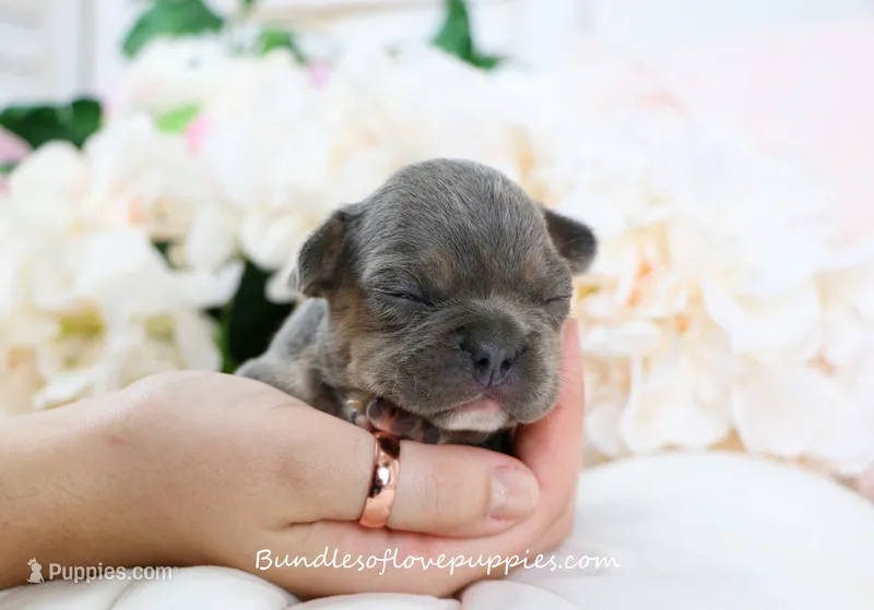 Andi – French Bulldog puppy for sale in Rock Valley, IA
