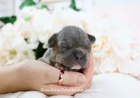 Andi, a female French Bulldog for sale in Rock Valley, IA – 1 of 4