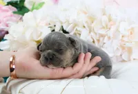 Andi, a female French Bulldog for sale in Rock Valley, IA – 3 of 4