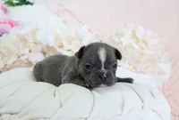 Chloe, a female French Bulldog for sale in Rock Valley, IA – 3 of 4