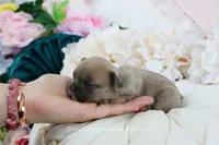 Faye, a male French Bulldog for sale in Rock Valley, IA – 3 of 5