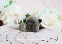 Bowen, a male French Bulldog for sale in Rock Valley, IA – Photo 2 of 4