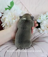 Bowen, a male French Bulldog for sale in Rock Valley, IA – Photo 4 of 4