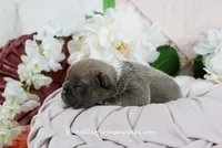 Bowen, a male French Bulldog for sale in Rock Valley, IA – Photo 3 of 4