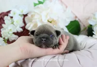 Bowen, a male French Bulldog for sale in Rock Valley, IA – Photo 1 of 4