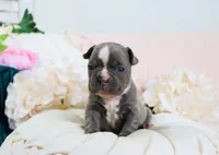 Caleb, a male French Bulldog for sale in Rock Valley, IA – 1 of 5
