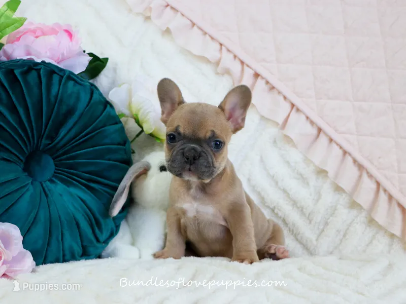Millie – French Bulldog puppy for sale in Rock Valley, IA