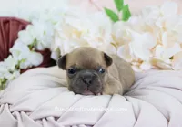 Millie, a female French Bulldog for sale in Rock Valley, IA – Photo 4 of 5