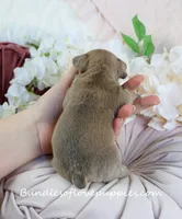 Millie, a female French Bulldog for sale in Rock Valley, IA – Photo 5 of 5