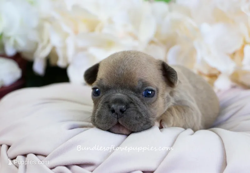 Millie – French Bulldog puppy for sale in Rock Valley, IA