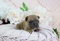 Millie, a female French Bulldog for sale in Rock Valley, IA – Photo 2 of 5