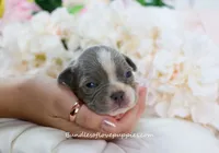 Ivy, a female French Bulldog for sale in Rock Valley, IA – 2 of 5