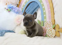 Naiya, a female French Bulldog for sale in Rock Valley, IA – 4 of 6