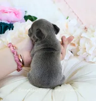 Luca, a male French Bulldog for sale in Rock Valley, IA – 3 of 3
