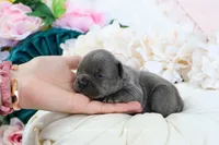 Elle, a male French Bulldog for sale in Rock Valley, IA – 3 of 4