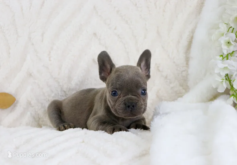 Millie – French Bulldog puppy for sale in Rock Valley, IA