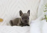 Millie, a female French Bulldog for sale in Rock Valley, IA – 1 of 3
