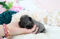 Finn, a male French Bulldog for sale in Rock Valley, IA – 2 of 3