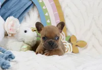 Minnie, a female French Bulldog for sale in Rock Valley, IA – 5 of 6