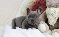 Princeton, a male French Bulldog for sale in Rock Valley, IA – 5 of 7