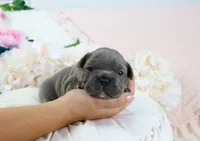 Roe, a female French Bulldog for sale in Rock Valley, IA – 2 of 6