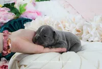 Nash, a male French Bulldog for sale in Rock Valley, IA – 3 of 4