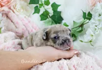 Benson, a male French Bulldog for sale in Rock Valley, IA – Photo 5 of 6