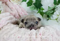 Benson, a male French Bulldog for sale in Rock Valley, IA – Photo 3 of 6