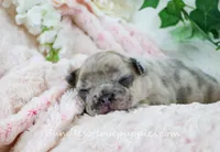 Benson, a male French Bulldog for sale in Rock Valley, IA – Photo 1 of 6