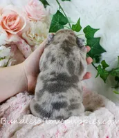 Benson, a male French Bulldog for sale in Rock Valley, IA – Photo 6 of 6