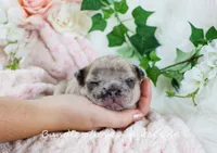 Benson, a male French Bulldog for sale in Rock Valley, IA – Photo 2 of 6