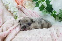 Benson, a male French Bulldog for sale in Rock Valley, IA – Photo 4 of 6