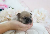 Beau, a male French Bulldog for sale in Rock Valley, IA – 2 of 5