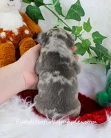 Prince, a male French Bulldog for sale in Rock Valley, IA – Photo 4 of 4