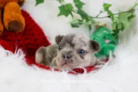 Prince, a male French Bulldog for sale in Rock Valley, IA – Photo 3 of 4