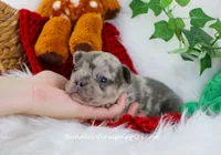 Prince, a male French Bulldog for sale in Rock Valley, IA – Photo 2 of 4
