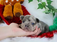 Prince, a male French Bulldog for sale in Rock Valley, IA – Photo 1 of 4