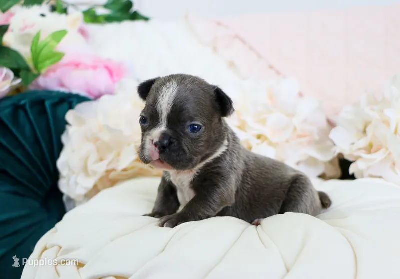 Josie – French Bulldog puppy for sale in Rock Valley, IA