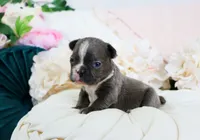 Josie, a female French Bulldog for sale in Rock Valley, IA – 1 of 3