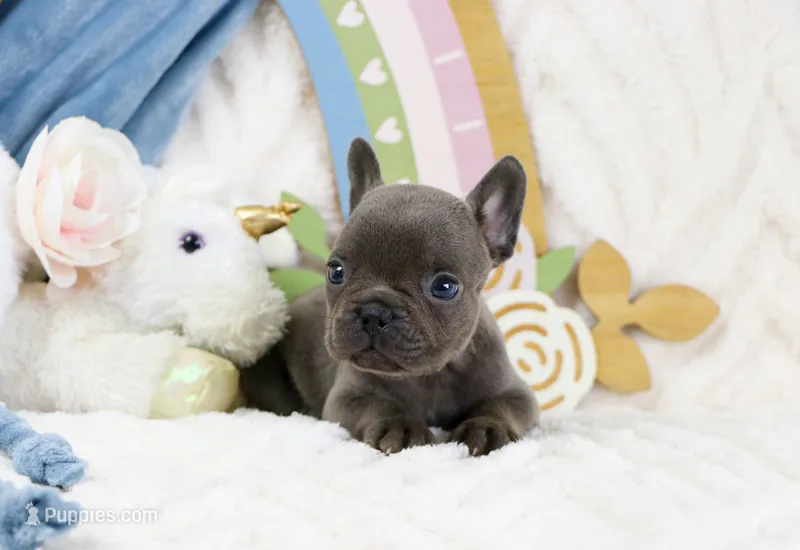 Naiya – French Bulldog puppy for sale in Rock Valley, IA