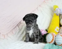 Ebony, a female Pug for sale in Rock Valley, IA – 5 of 7