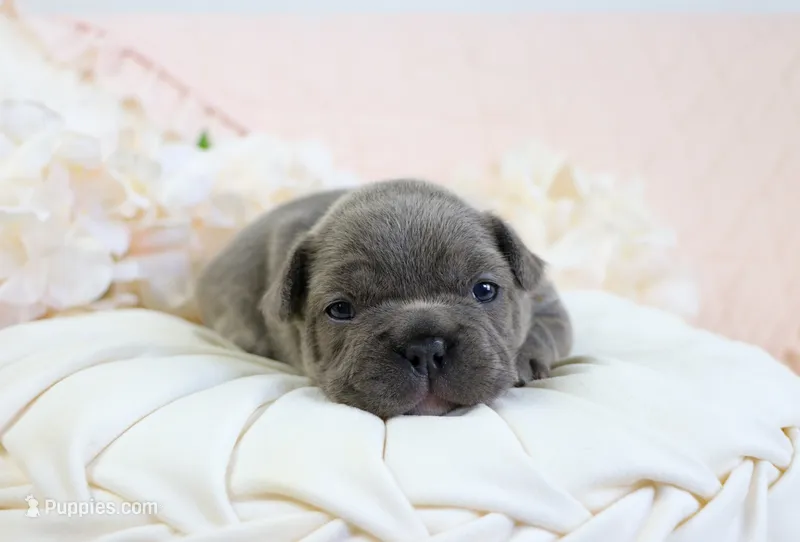 Roe – French Bulldog puppy for sale in Rock Valley, IA